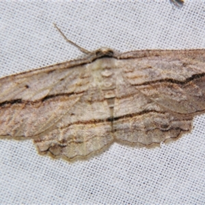 Euphronarcha luxaria at Bolivia, NSW - suppressed
