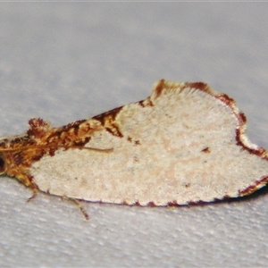 Glyphidoptera polymita at Bolivia, NSW - suppressed