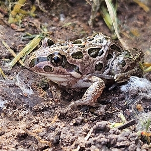 Limnodynastes tasmaniensis at Braidwood, NSW - 13 Apr 2025 01:01 PM