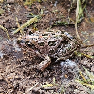 Limnodynastes tasmaniensis at Braidwood, NSW - 13 Apr 2025 01:01 PM