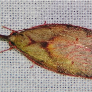 Enchocrates glaucopis at Bolivia, NSW - suppressed