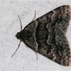 Dichromodes ainaria at Bolivia, NSW - suppressed