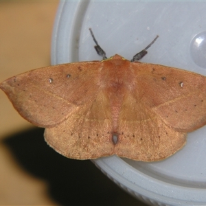 Anthela acuta at Bolivia, NSW - suppressed
