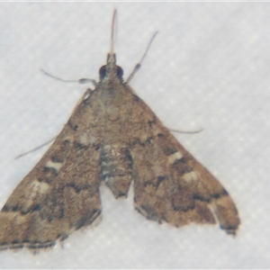 Nacoleia rhoeoalis at Bolivia, NSW - suppressed