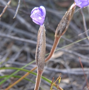 Patersonia glabrata at Bolivia, NSW - suppressed