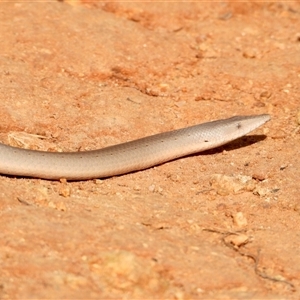 Lialis burtonis at Bonython, ACT - 13 Apr 2022 02:52 PM
