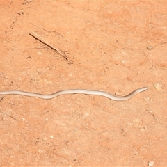 Lialis burtonis at Bonython, ACT - 13 Apr 2022 02:52 PM