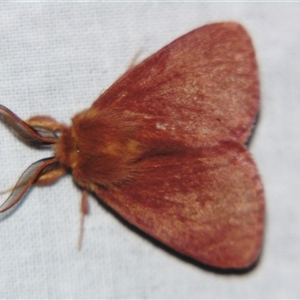 Anthela phoenicias at Bolivia, NSW - suppressed