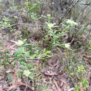 Platysace lanceolata at Bucketty, NSW - 13 Apr 2025 08:25 AM
