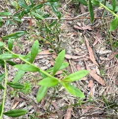 Platysace lanceolata at Bucketty, NSW - 13 Apr 2025 08:25 AM