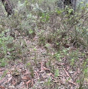 Platysace lanceolata at Bucketty, NSW - 13 Apr 2025 08:25 AM