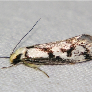 Eusemocosma pruinosa at Bolivia, NSW - suppressed