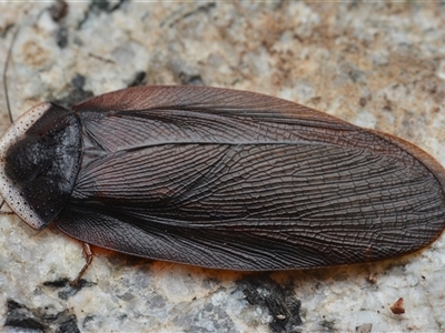 Laxta granicollis (Common bark or trilobite cockroach) at Uriarra Village, ACT - 12 Apr 2025 by NateKingsford