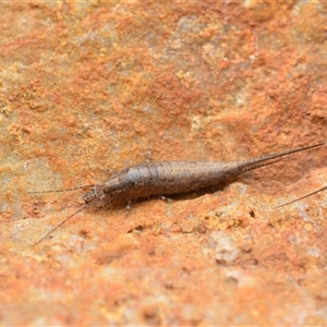 Meinertellidae (family) at Duffy, ACT - 12 Apr 2025 04:10 PM