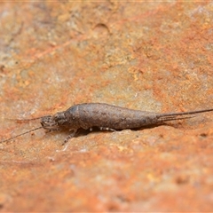 Meinertellidae (family) at Duffy, ACT - 12 Apr 2025 04:10 PM