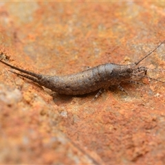 Meinertellidae (family) at Duffy, ACT - 12 Apr 2025 04:10 PM
