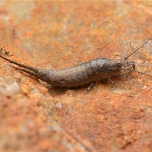 Meinertellidae (family) at Duffy, ACT - 12 Apr 2025 04:10 PM