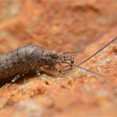 Meinertellidae (family) at Duffy, ACT - 12 Apr 2025 04:10 PM