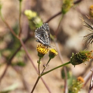 Lucia limbaria at Banks, ACT - 12 Apr 2025 01:39 PM
