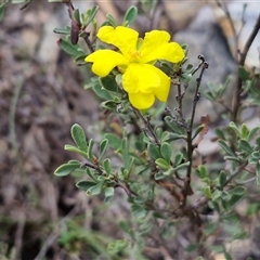 Hibbertia obtusifolia at Middle Arm, NSW - 12 Apr 2025 11:21 AM
