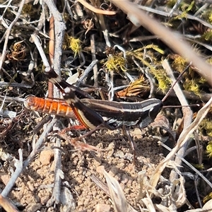 Macrotona securiformis at Bungendore, NSW - suppressed
