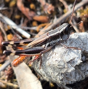 Macrotona securiformis at Bungendore, NSW - suppressed
