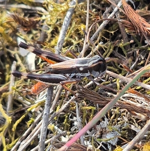 Macrotona securiformis at Bungendore, NSW - suppressed