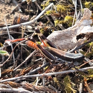 Macrotona securiformis at Bungendore, NSW - suppressed
