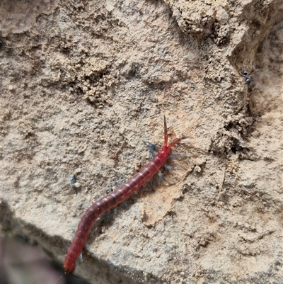 Scolopendromorpha (order) at Kingsdale, NSW - 12 Apr 2025 by trevorpreston