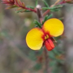 Dillwynia phylicoides (A Parrot-pea) at Kingsdale, NSW - 12 Apr 2025 by trevorpreston