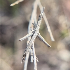 Keyacris scurra (Key's Matchstick Grasshopper) by clarehoneydove