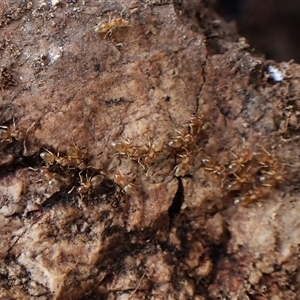 Formicidae (family) at Cook, ACT - 8 Apr 2025 11:05 AM