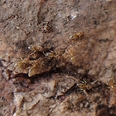 Formicidae (family) at Cook, ACT - 8 Apr 2025 11:05 AM