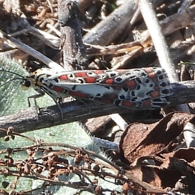 Utetheisa (genus) (A tiger moth) at Banks, ACT - 12 Apr 2025 by DavidDedenczuk