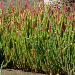 Salicornia quinqueflora at Sandford, TAS - 4 Apr 2025 03:04 PM