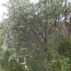 Hakea (genus) at Fortescue, TAS - 23 Mar 2025 10:41 AM
