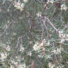 Hakea (genus) at Fortescue, TAS - 23 Mar 2025 10:41 AM
