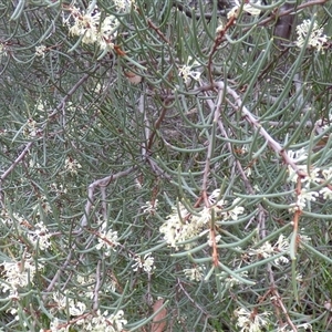Hakea (genus) at Fortescue, TAS - 23 Mar 2025 10:41 AM