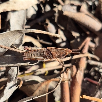 Goniaea australasiae by clarehoneydove