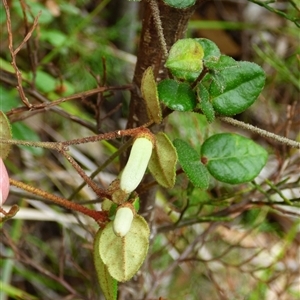 Correa reflexa at Fortescue, TAS - 23 Mar 2025 10:56 AM
