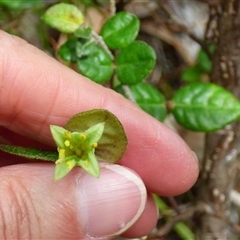 Correa reflexa at Fortescue, TAS - 23 Mar 2025 10:56 AM