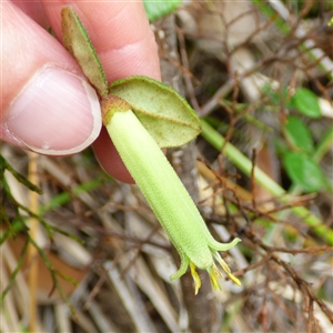 Correa reflexa at Fortescue, TAS - 23 Mar 2025 10:56 AM