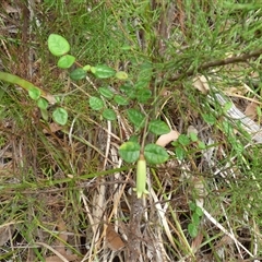 Correa reflexa at Fortescue, TAS - 23 Mar 2025 10:56 AM