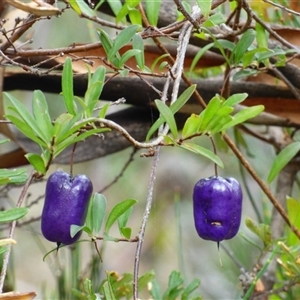 Billardiera longiflora at Fortescue, TAS - 23 Mar 2025 11:14 AM