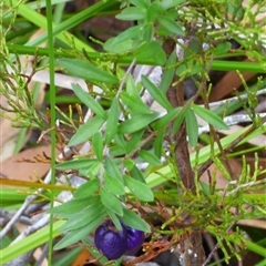 Billardiera longiflora at Fortescue, TAS - 23 Mar 2025 11:14 AM