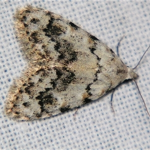 Nola melanogramma at Bolivia, NSW - suppressed