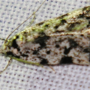 Gelechioidea (superfamily) at Bolivia, NSW - suppressed