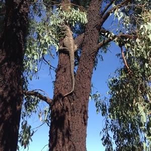 Varanus varius at Crowther, NSW - suppressed