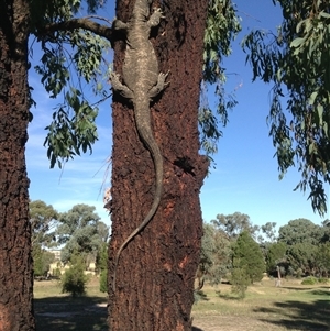 Varanus varius at Crowther, NSW - suppressed