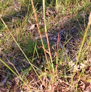 Bothriochloa macra at Mulgoa, NSW - 7 Apr 2025 03:00 PM
